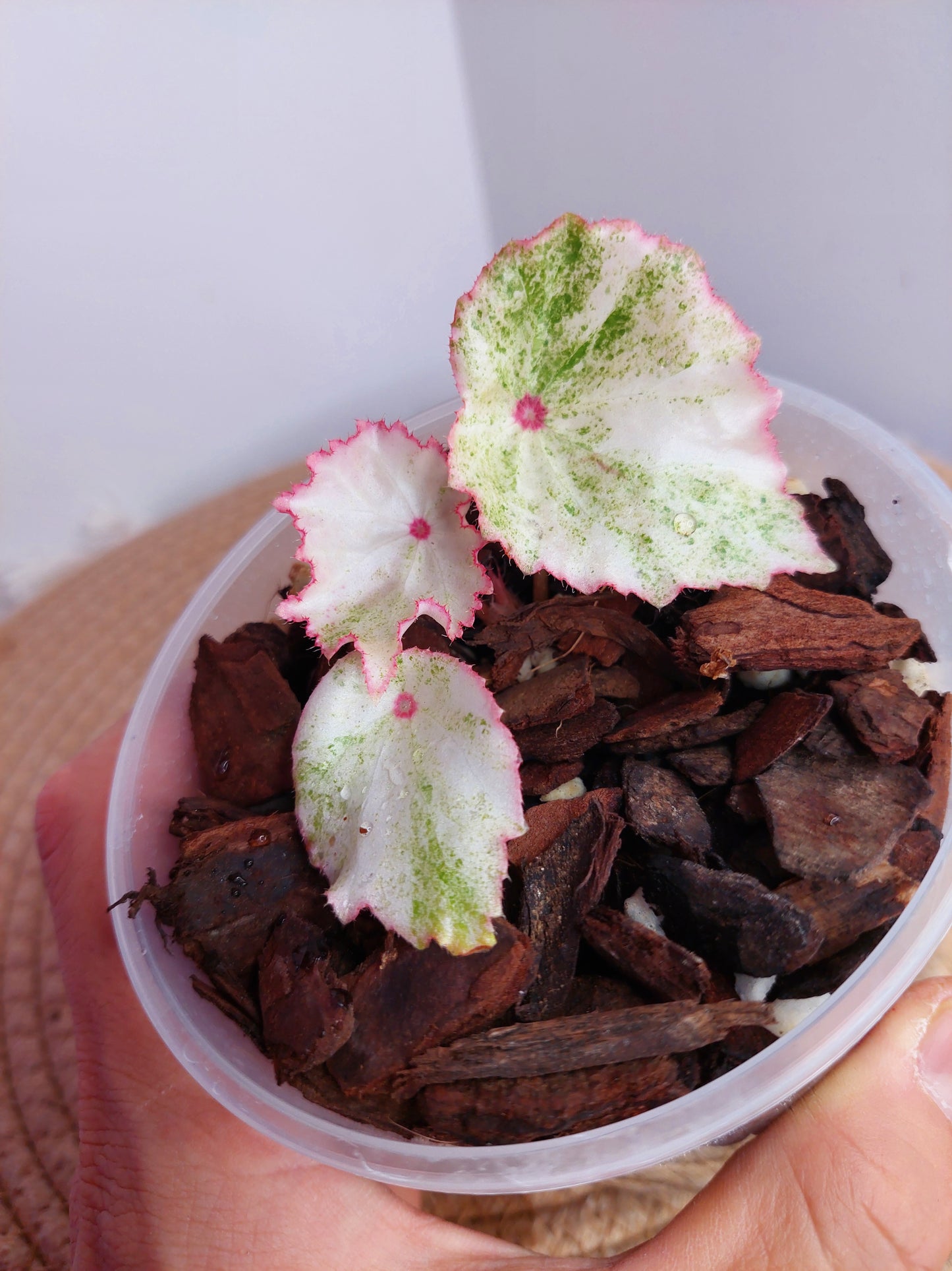 Begonia Rouge Variegated #A