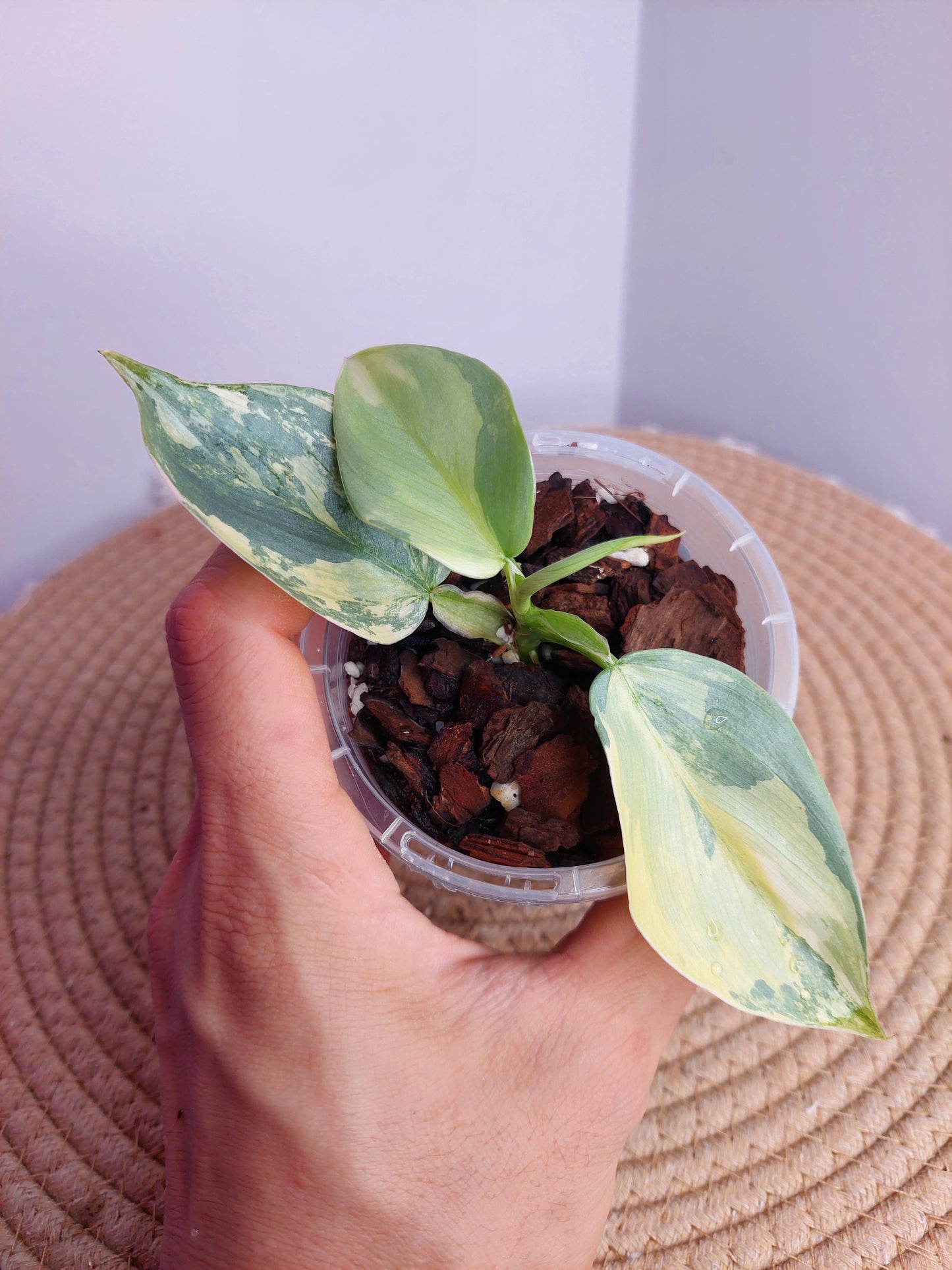 Philodendron Silver Sword Variegated #A