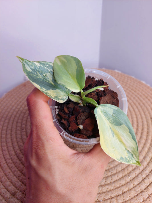 Philodendron Silver Sword Variegated #A