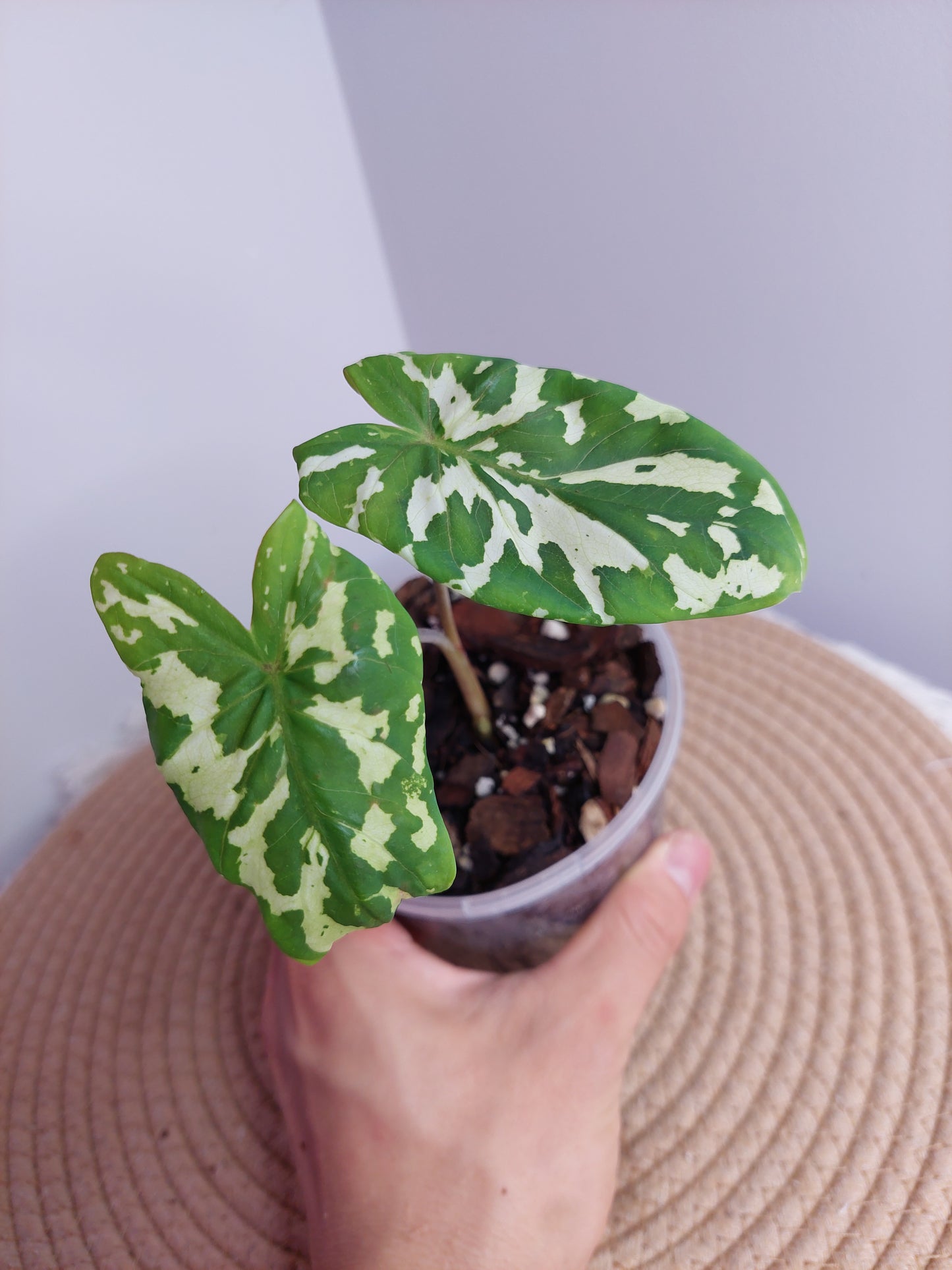 Caladium Hilo Beauty #A