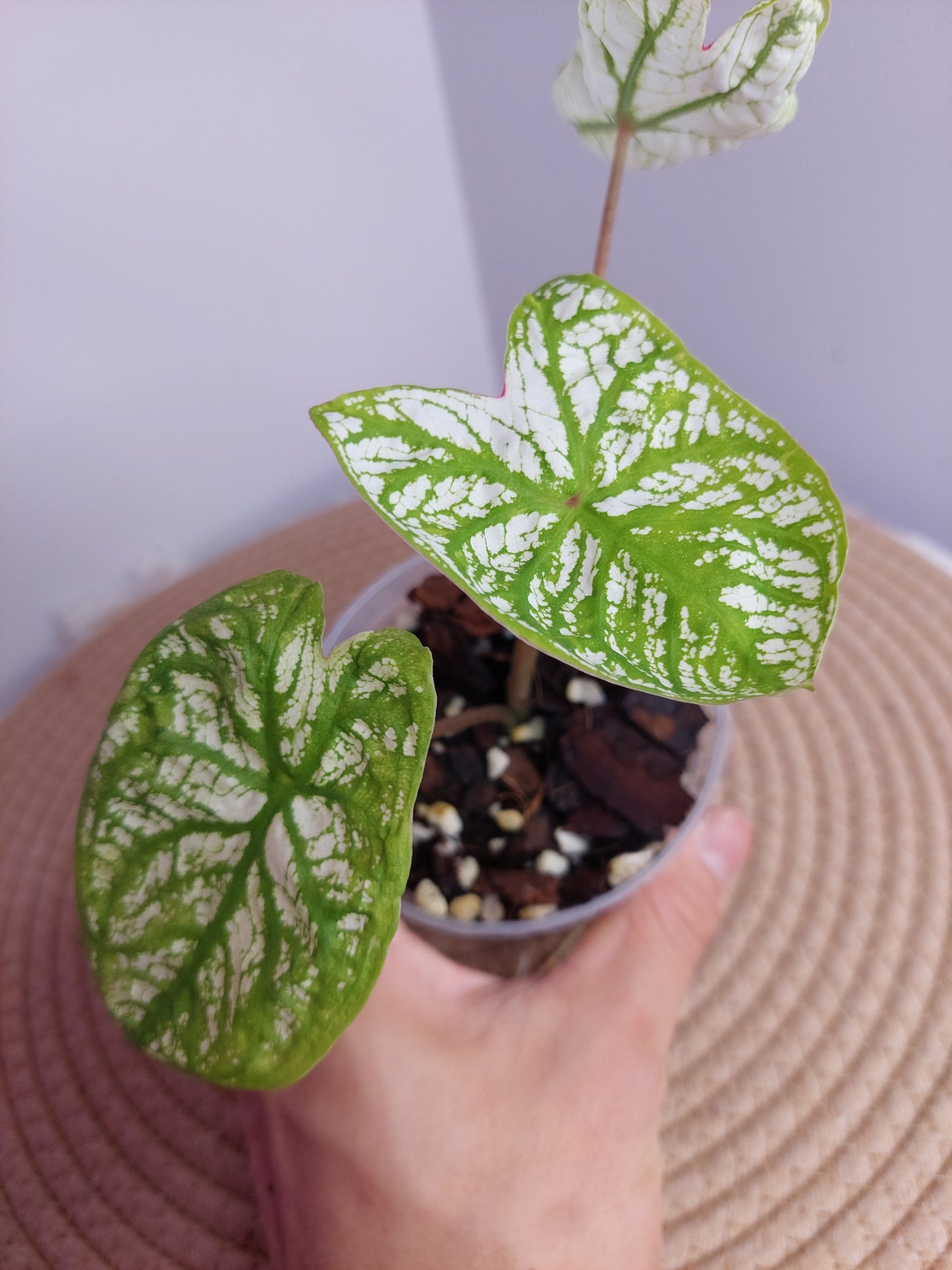 Caladium White Christmas #A
