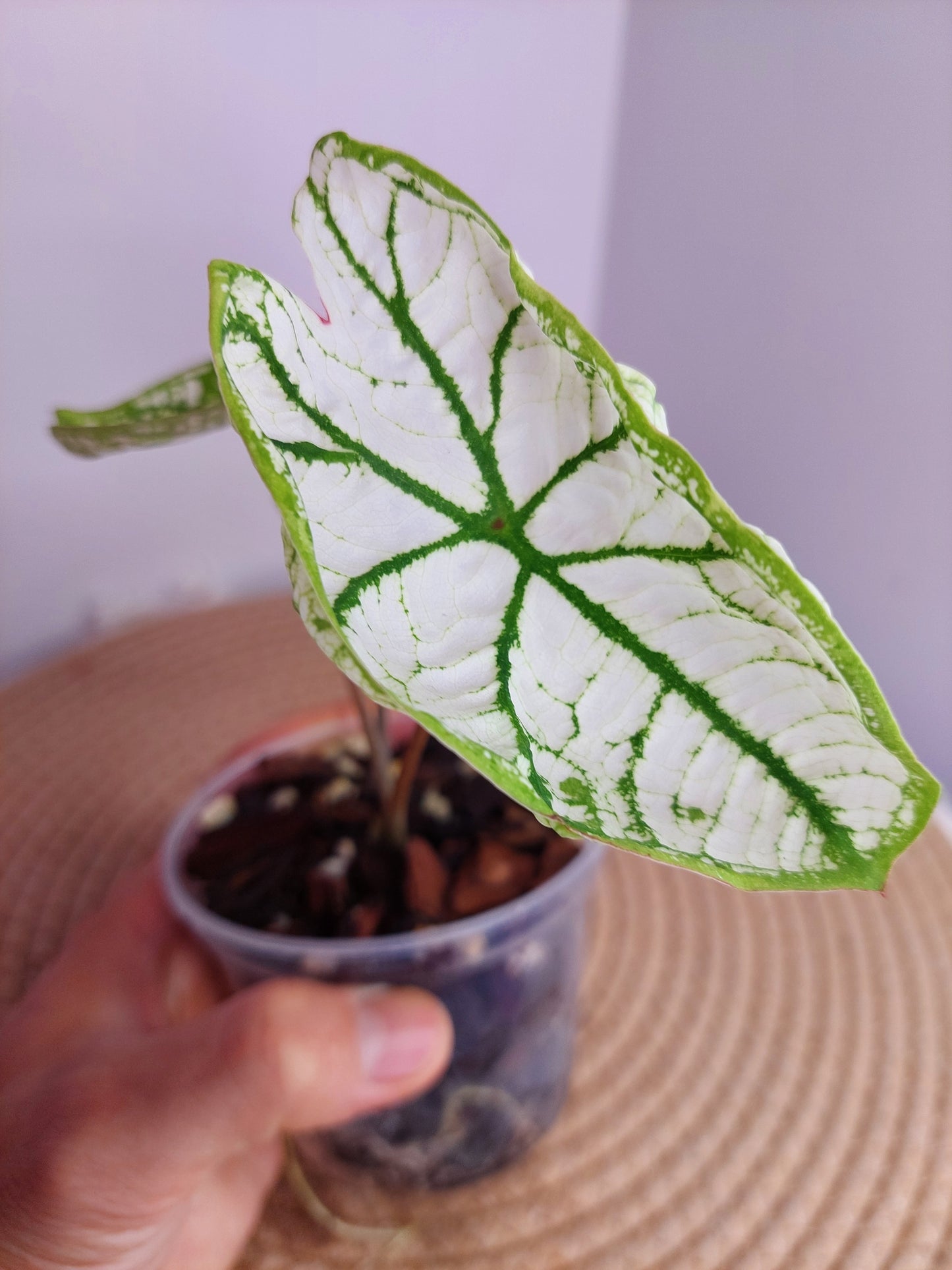 Caladium White Christmas #A