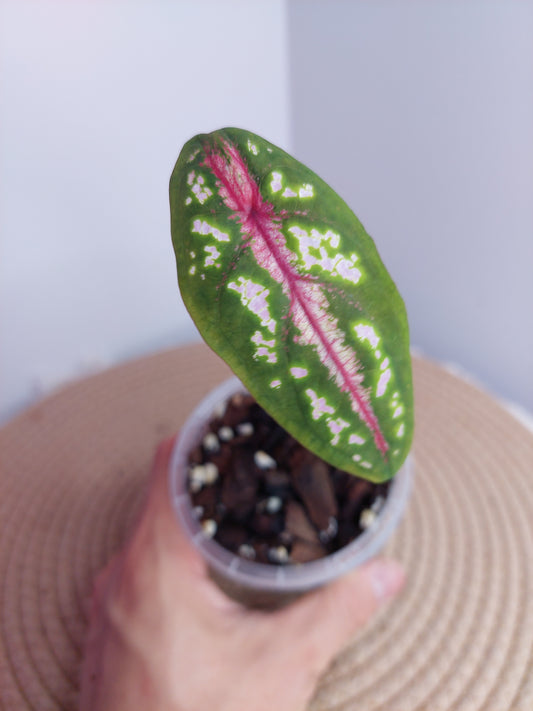 Caladium Bicolor x Picturatum #A