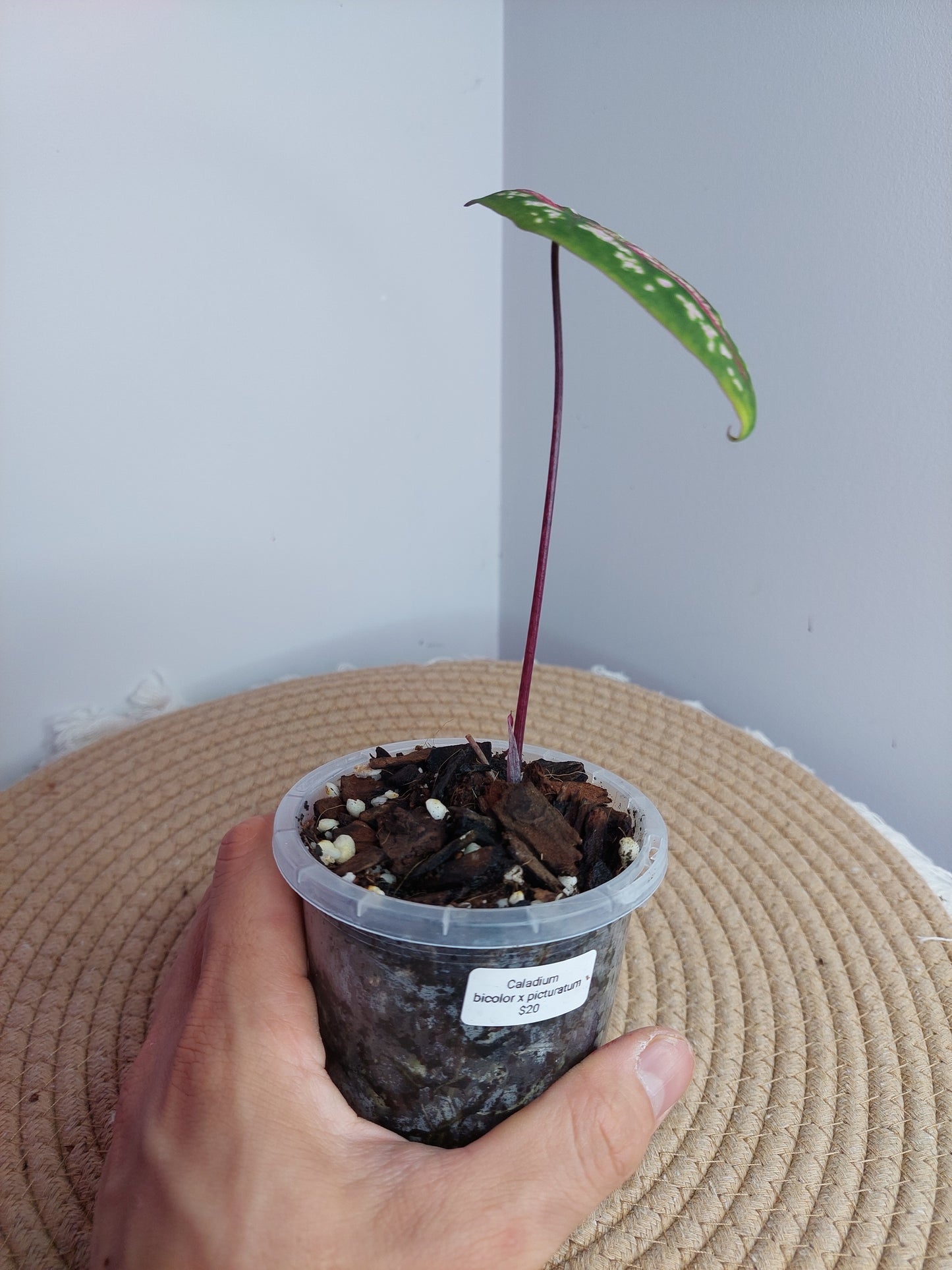 Caladium Bicolor x Picturatum #A