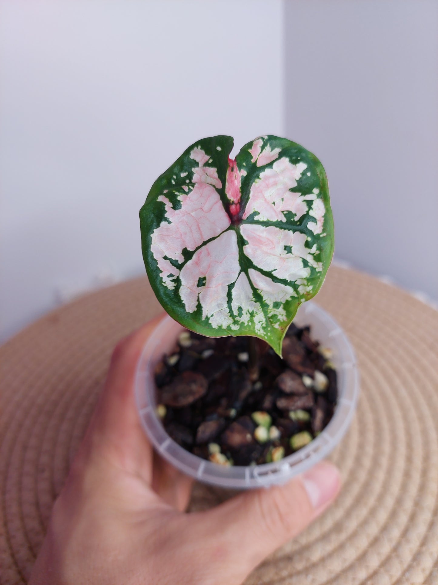 Caladium Clowning Around #A