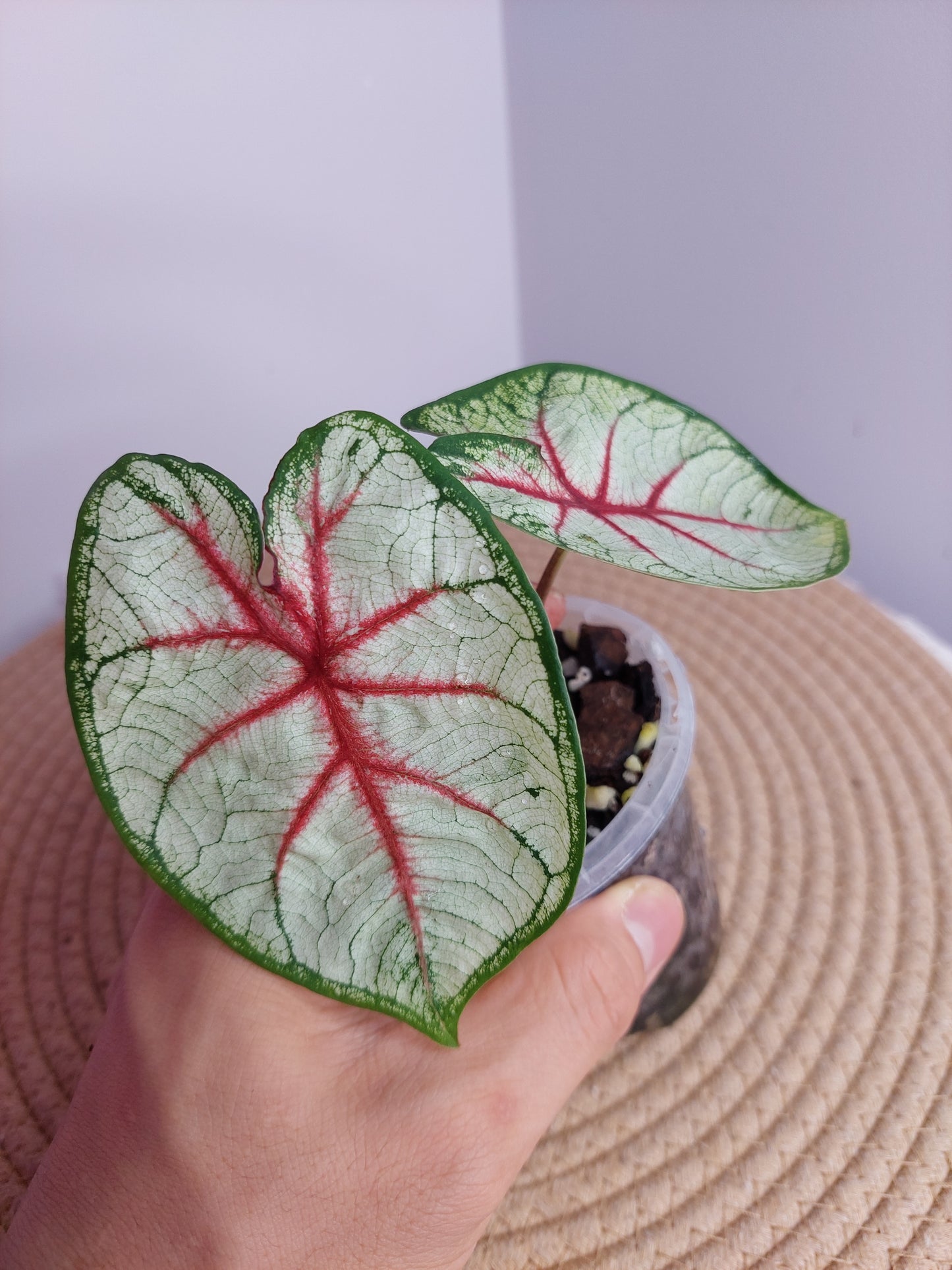 Caladium Fiesta #A