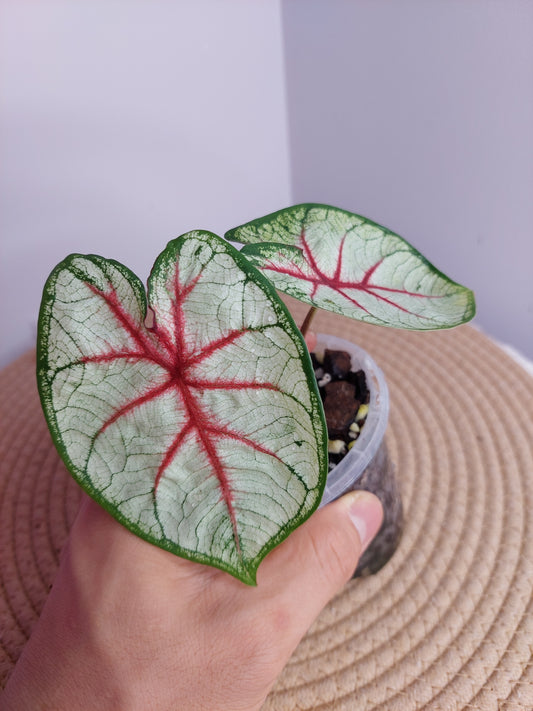 Caladium Fiesta #A