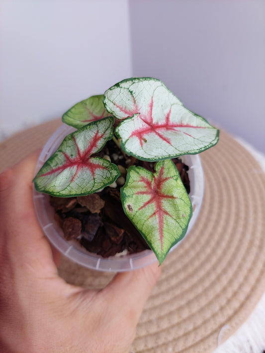 Caladium Fiesta #B