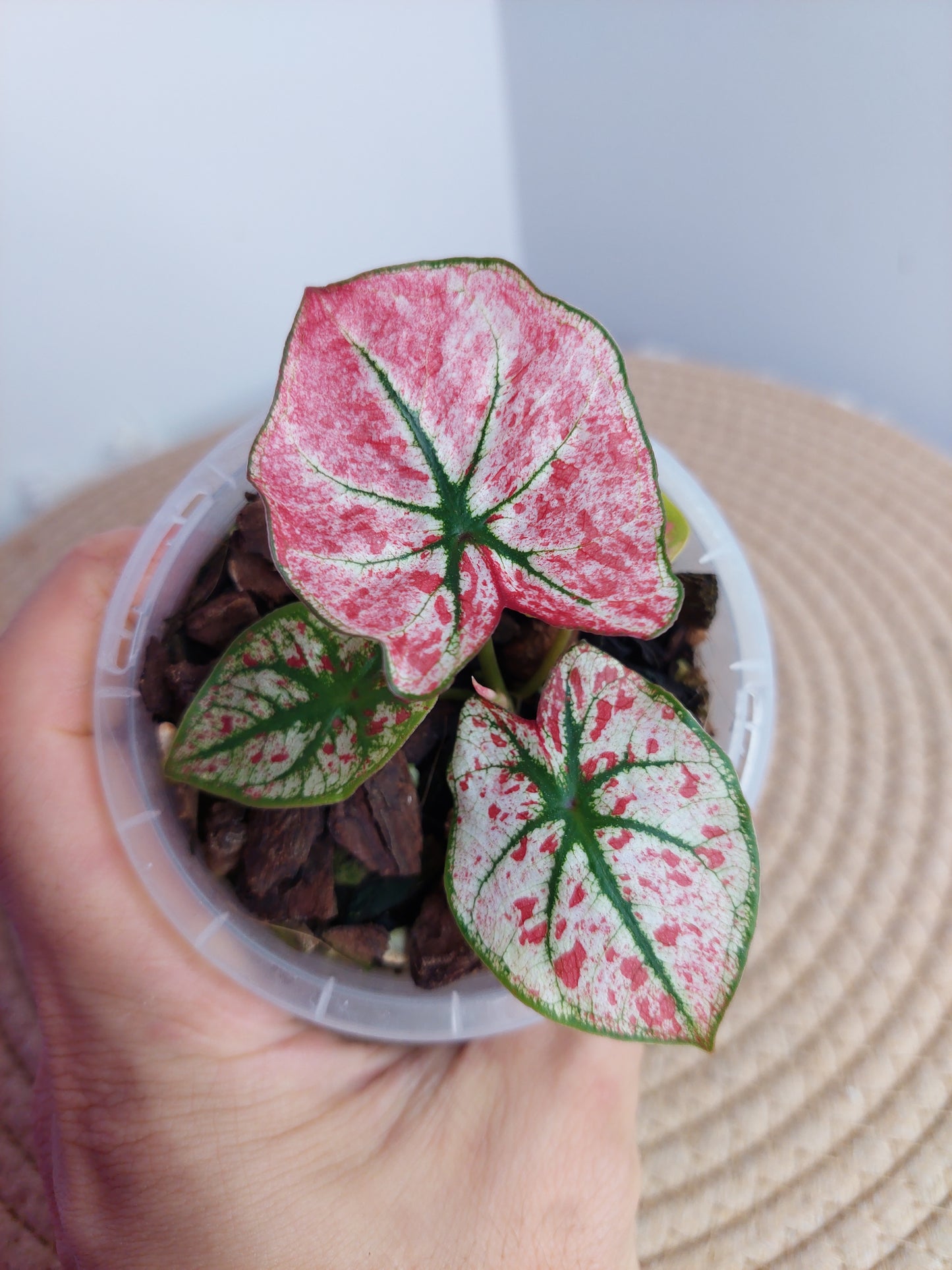 Caladium Scarlet Mary #A