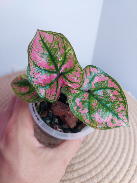 Caladium Purple Light #A