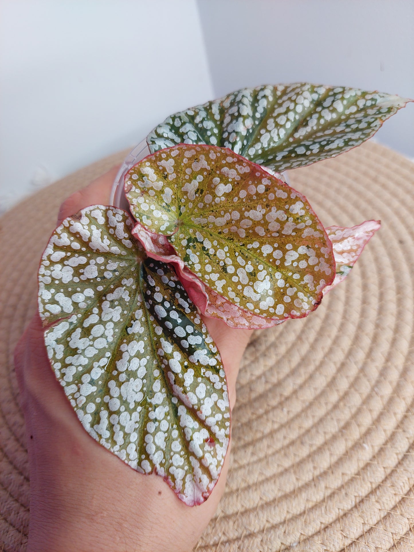 Begonia Snow Capped Variegated #A
