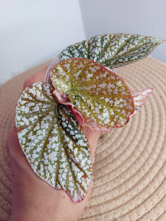 Begonia Snow Capped Variegated #A