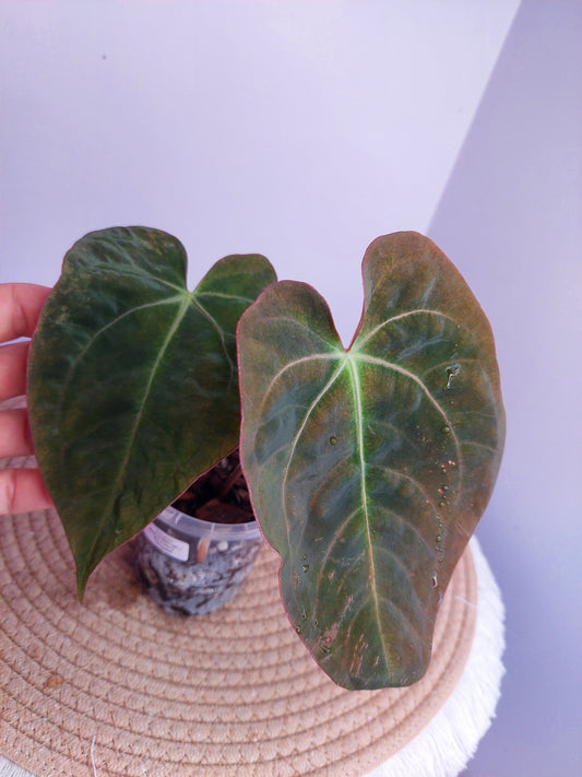 Anthurium Black EE x Black Cherry #A