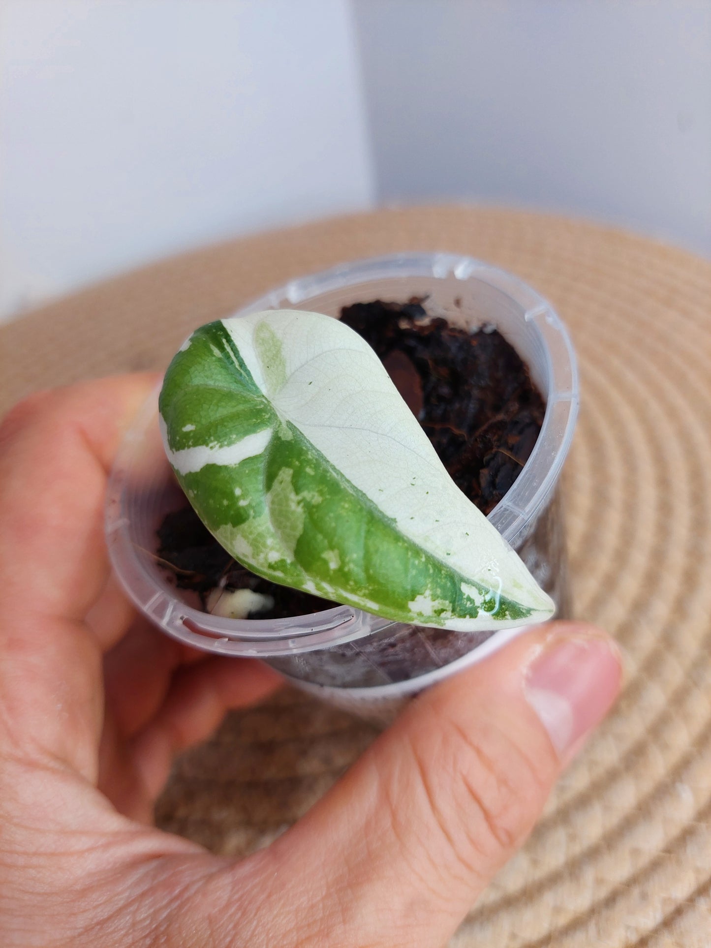 Alocasia Maharani Albo #A
