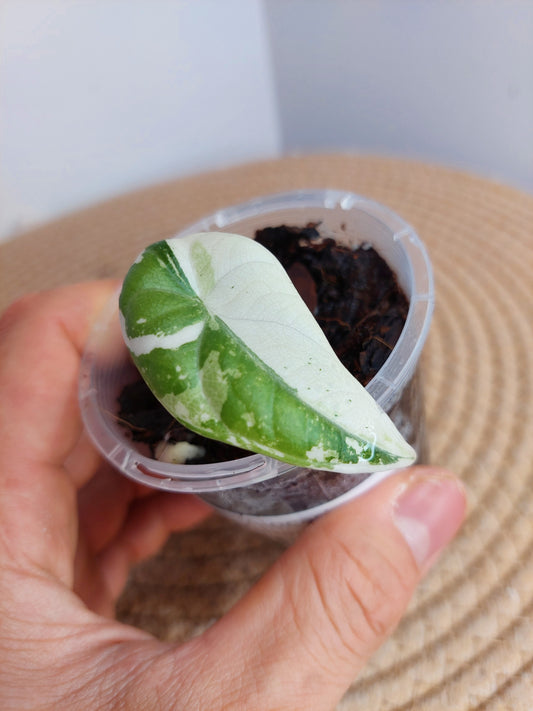 Alocasia Maharani Albo #A