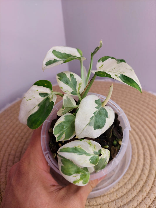 N’joy Pothos 1