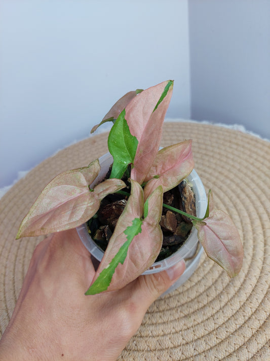 Syngonium Red Spot Tricolour 1