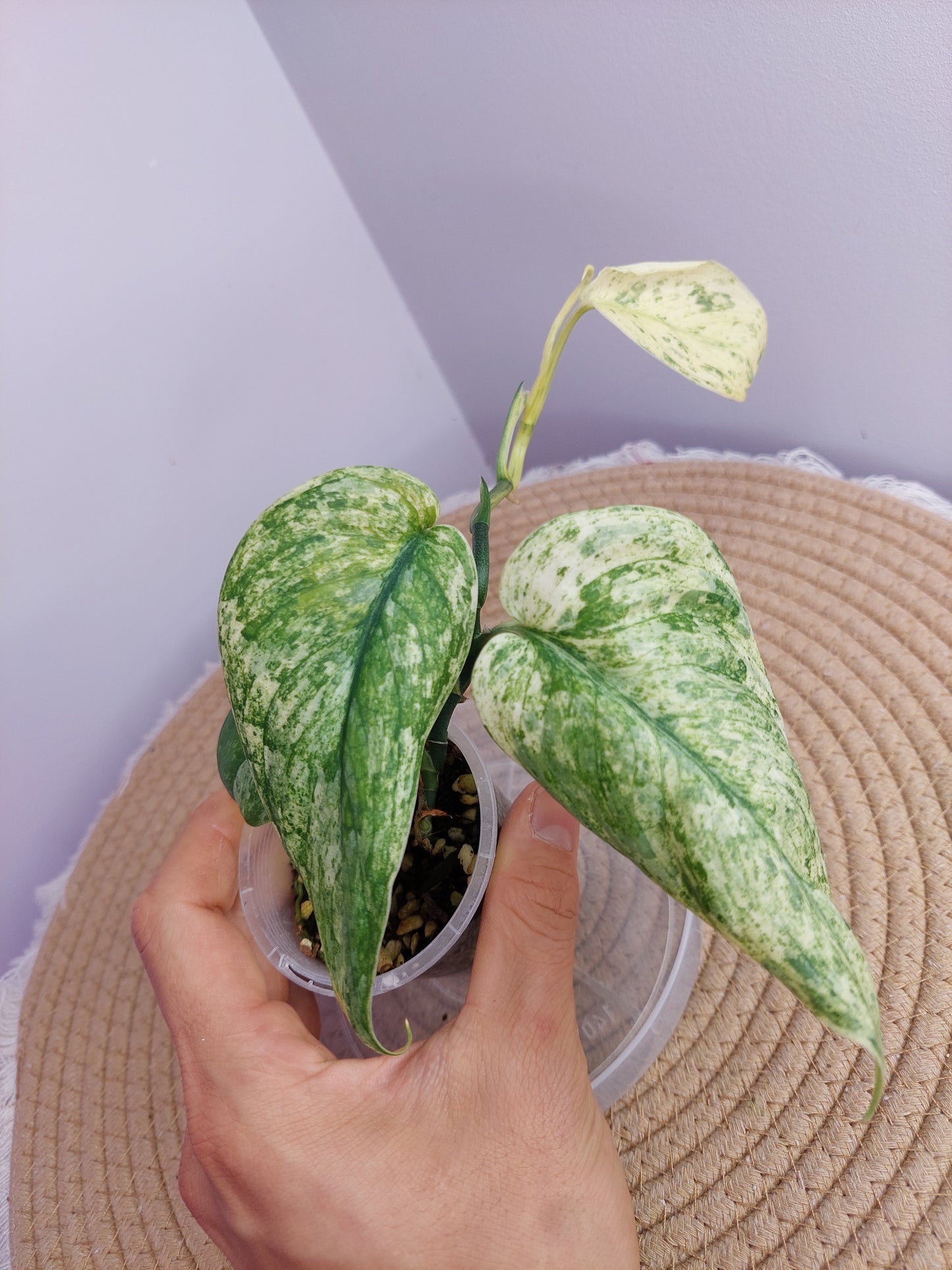 Scindapsus Silver Cloud Variegated 1