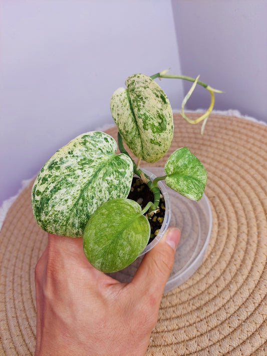 Scindapsus Creme Brulee Variegated 1