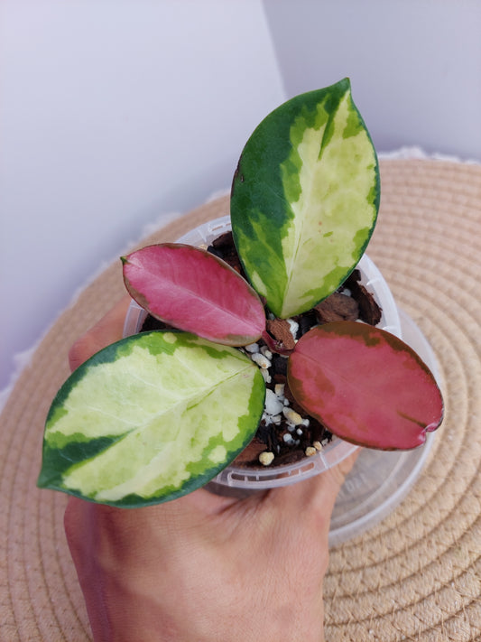 Hoya Australis Lisa 1