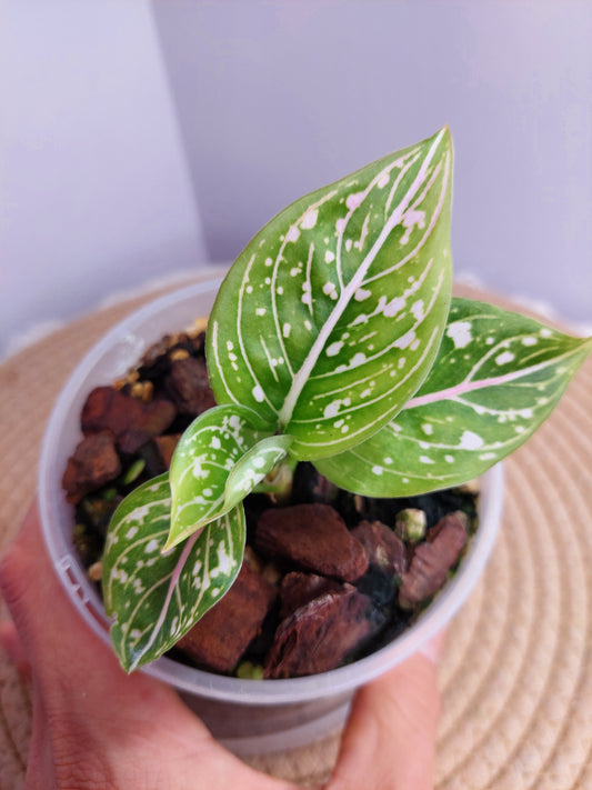 Aglaonema Commutatum 1