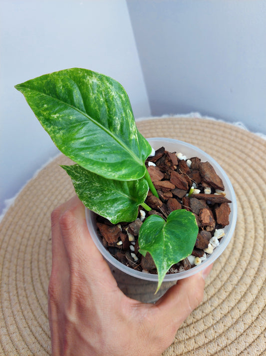 Anthurium Hookeri Variegated 1