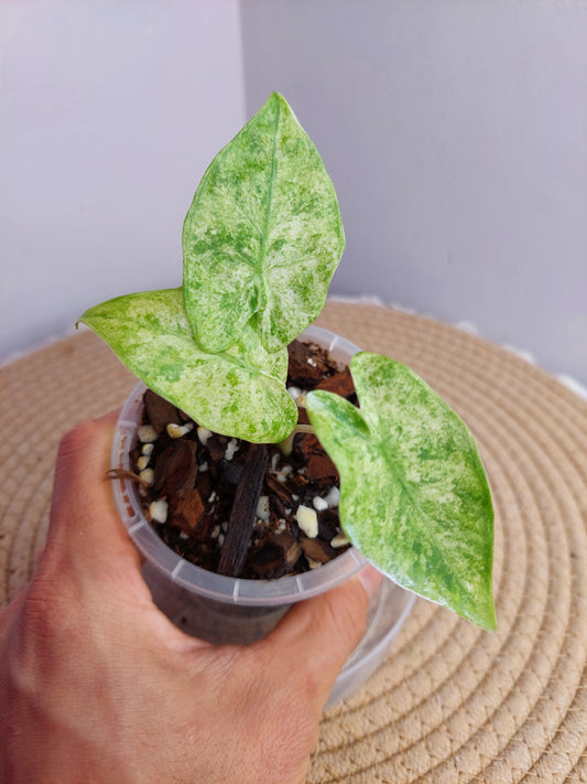 Alocasia Odora Batik Variegated 1