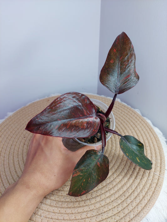 Philodendron Orange Princess Variegated 1