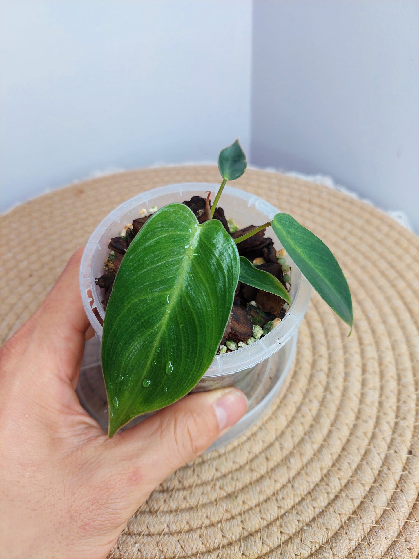 Philodendron Spiritus Sancti 1