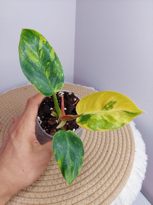 Philodendron Green Congo(Nuclear Congo) 1