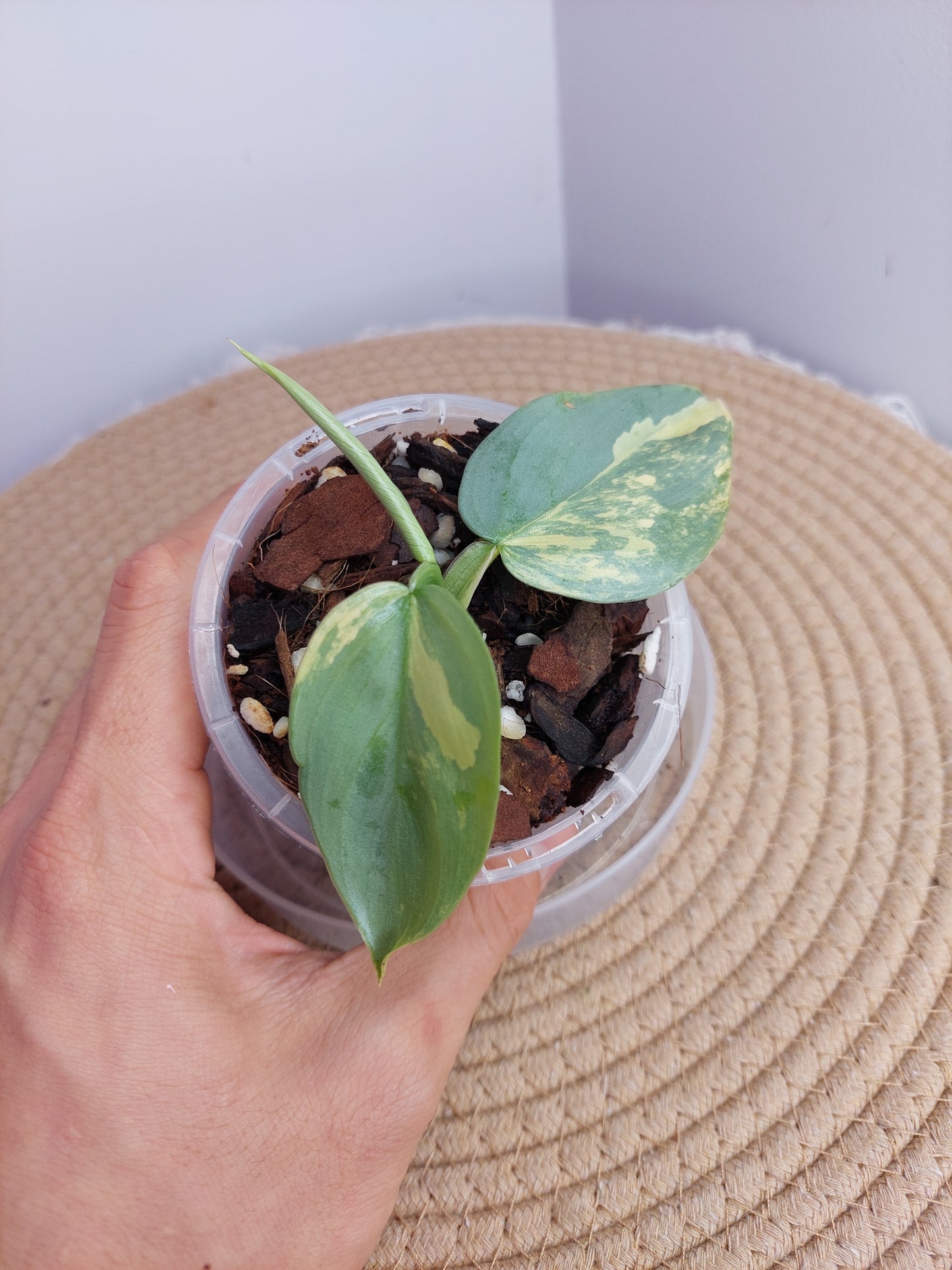 Philodendron Silver Sword Variegated 1