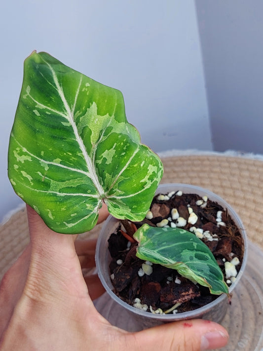 Philodendron Gloriosum Snow Leopard Variegated 1