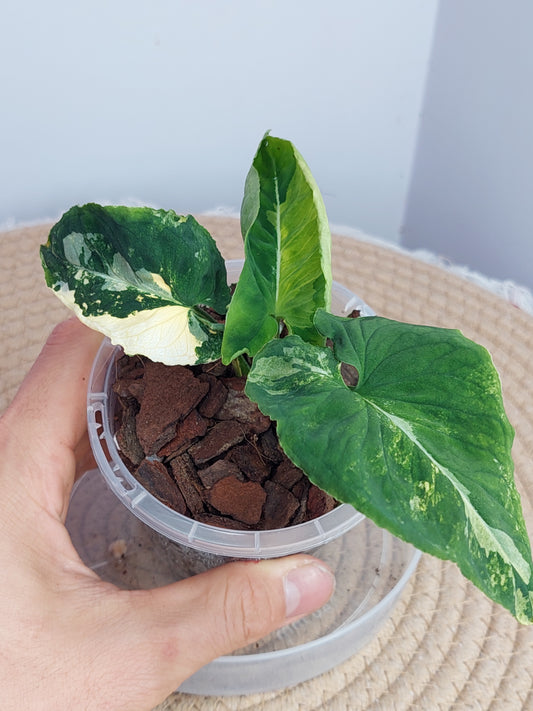 Syngonium Scrambled Eggs 1