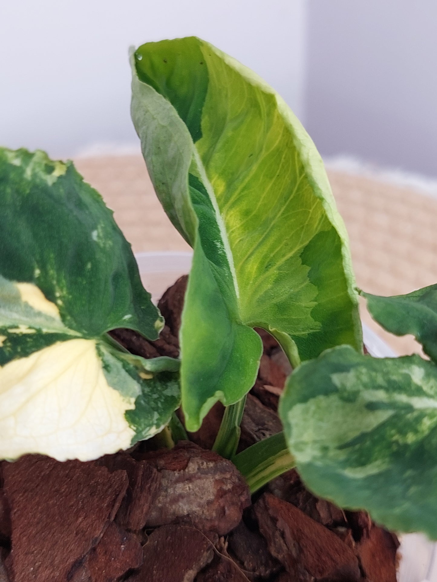 Syngonium Scrambled Eggs 1