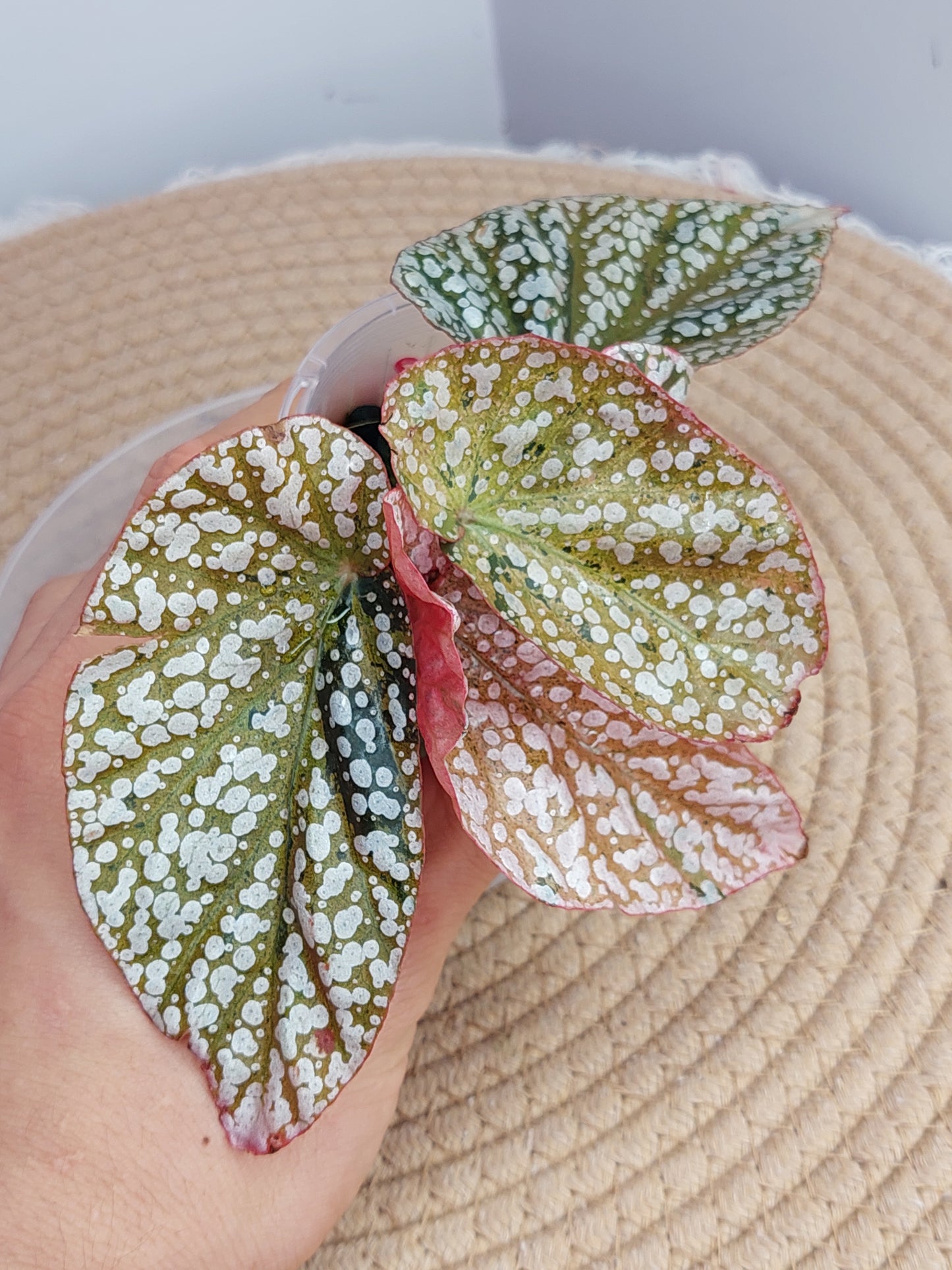 Begonia Snow Capped Variegated 1