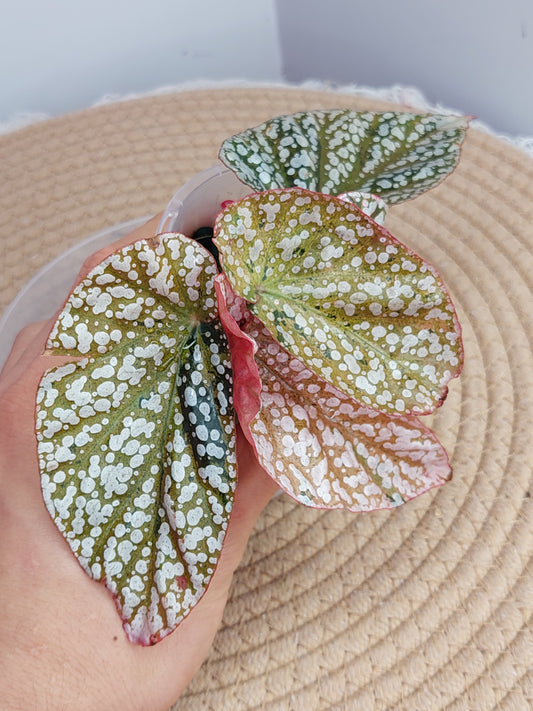 Begonia Snow Capped Variegated 1