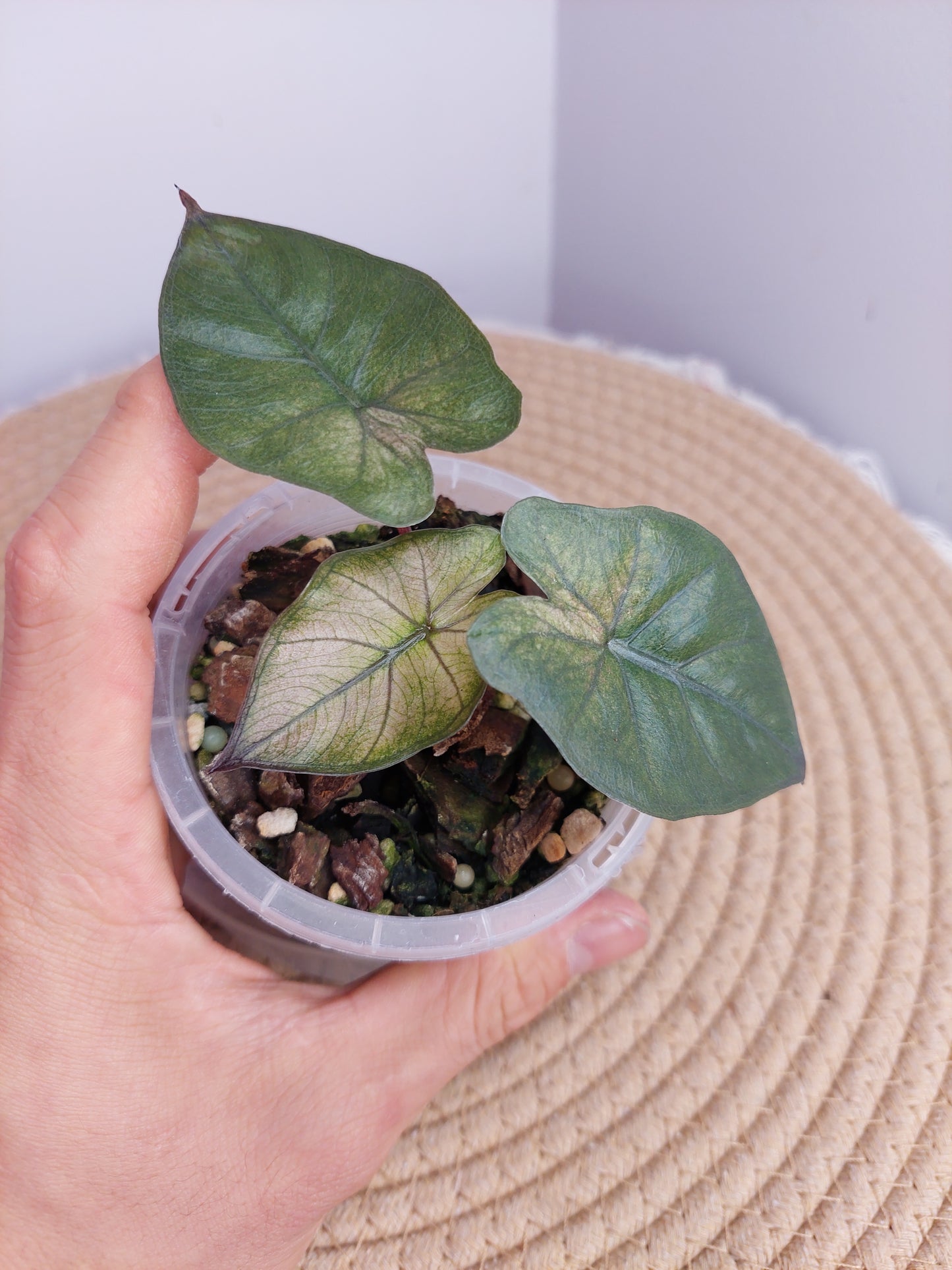 Alocasia Yucatan Princess Variegated 1