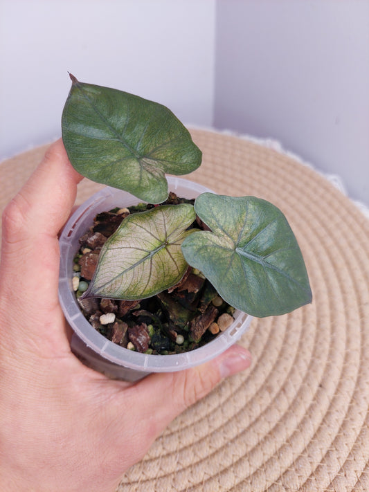 Alocasia Yucatan Princess Variegated 1