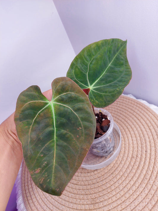 Anthurium Black EE x Black Cheery