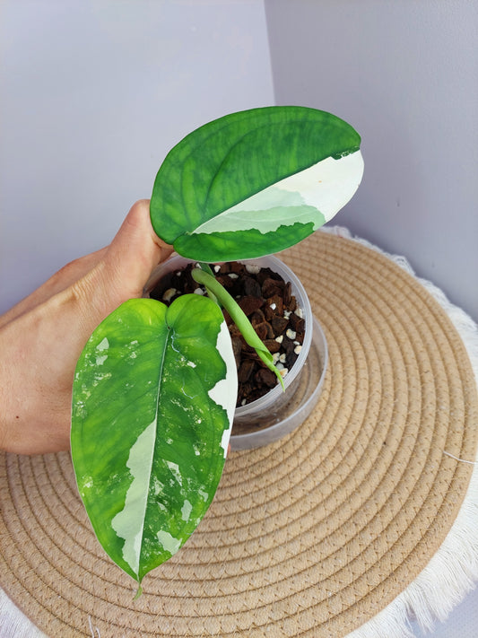 Syngonium Chiapense Variegated 1