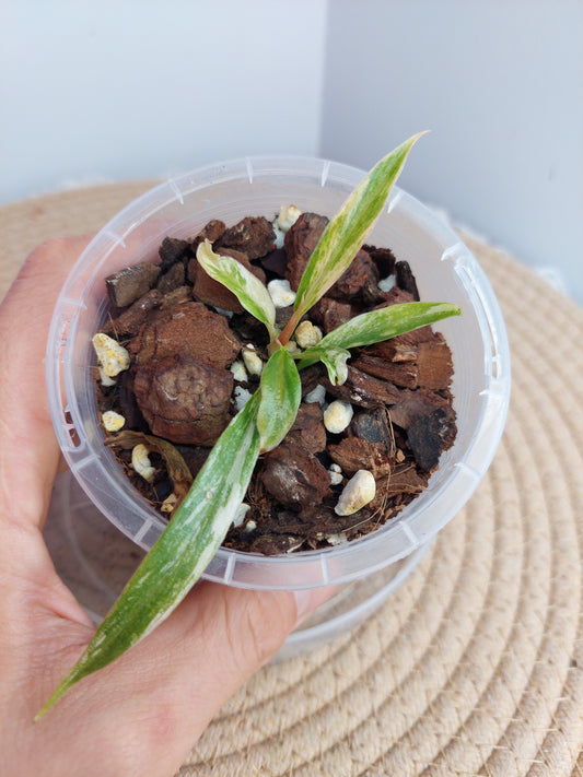 Philodendron Tortum Variegated 1