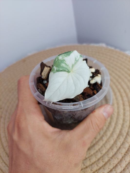 Alocasia Melo Variegated 1