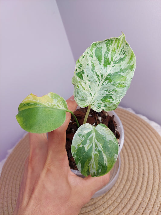 Monstera Bulbasaur Tricolour 1