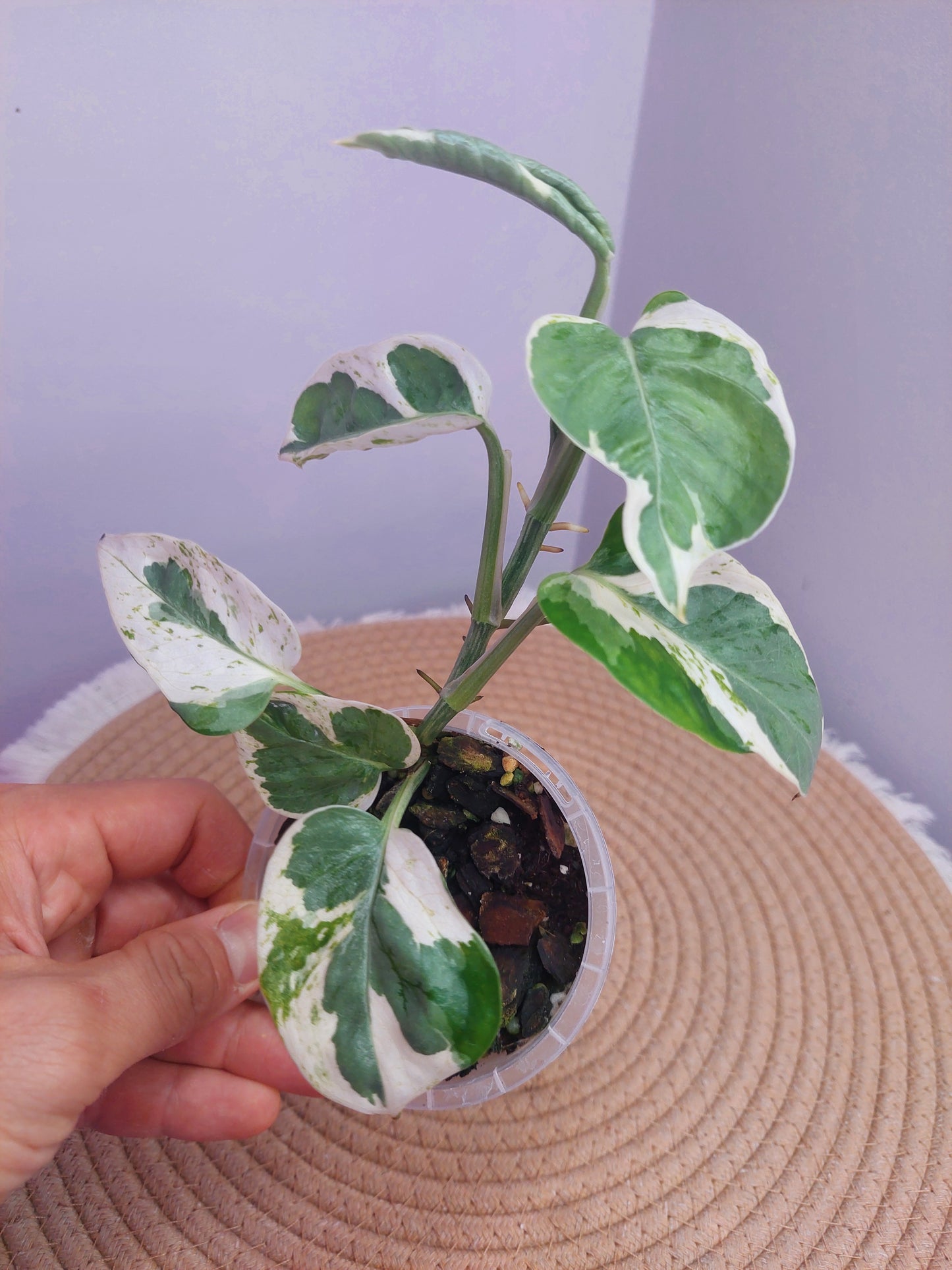 N’joy Pothos #1