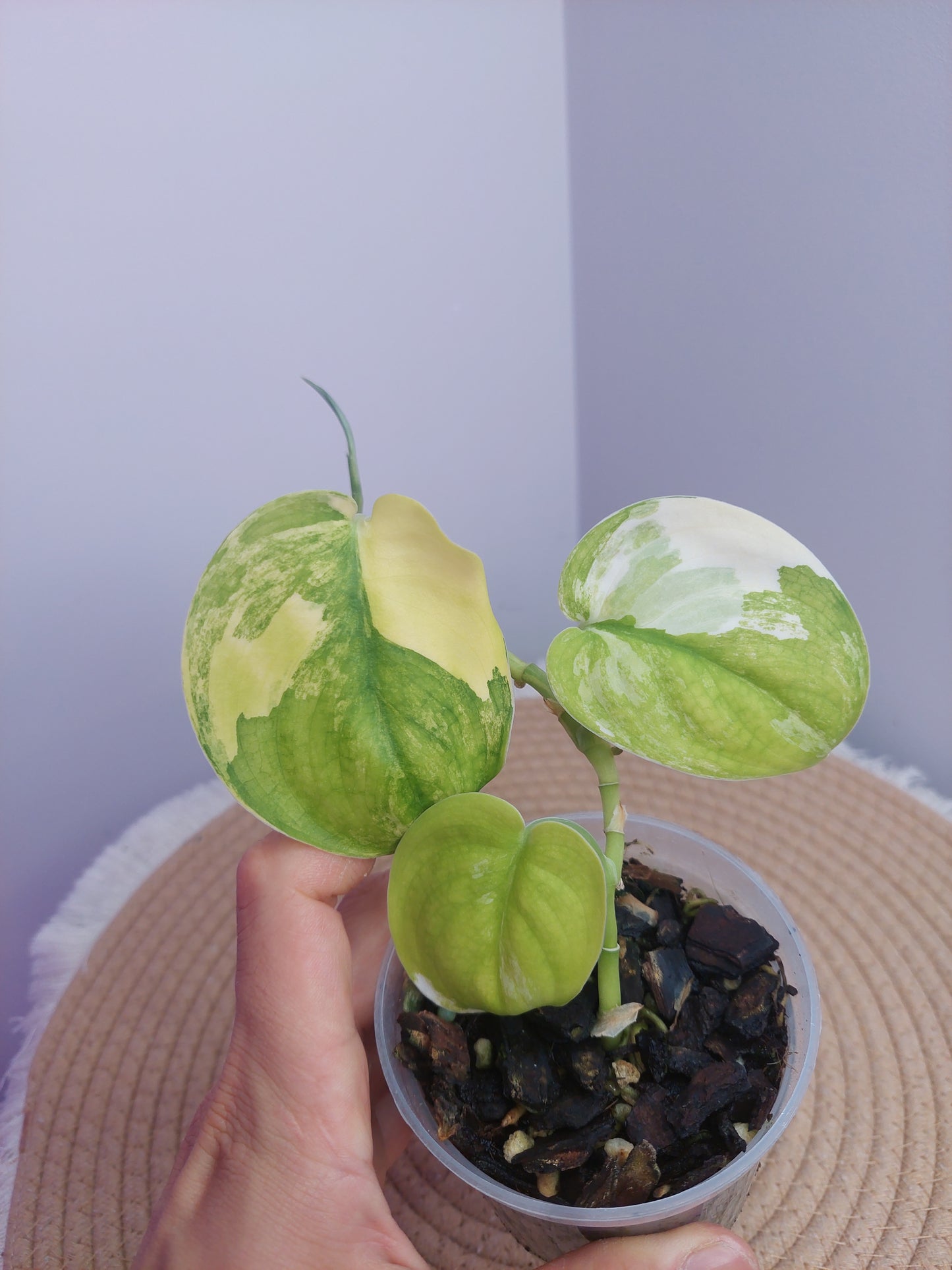 Scindapsus Jade Satin Variegated #1