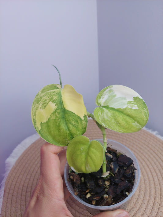 Scindapsus Jade Satin Variegated #1