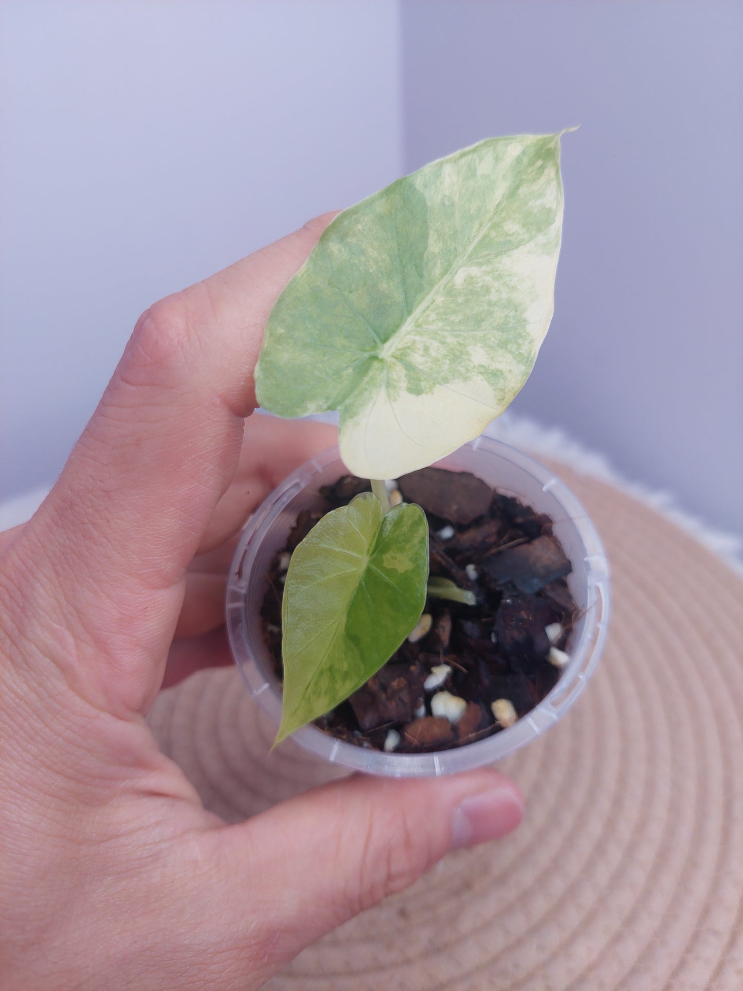 Alocasia Gageana Aurea Variegated #1
