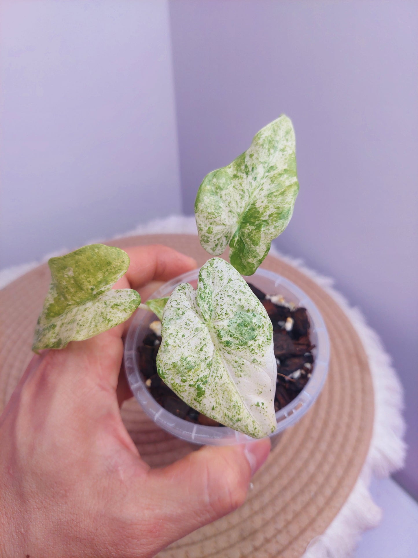Alocasia Odora Batik Variegated #1