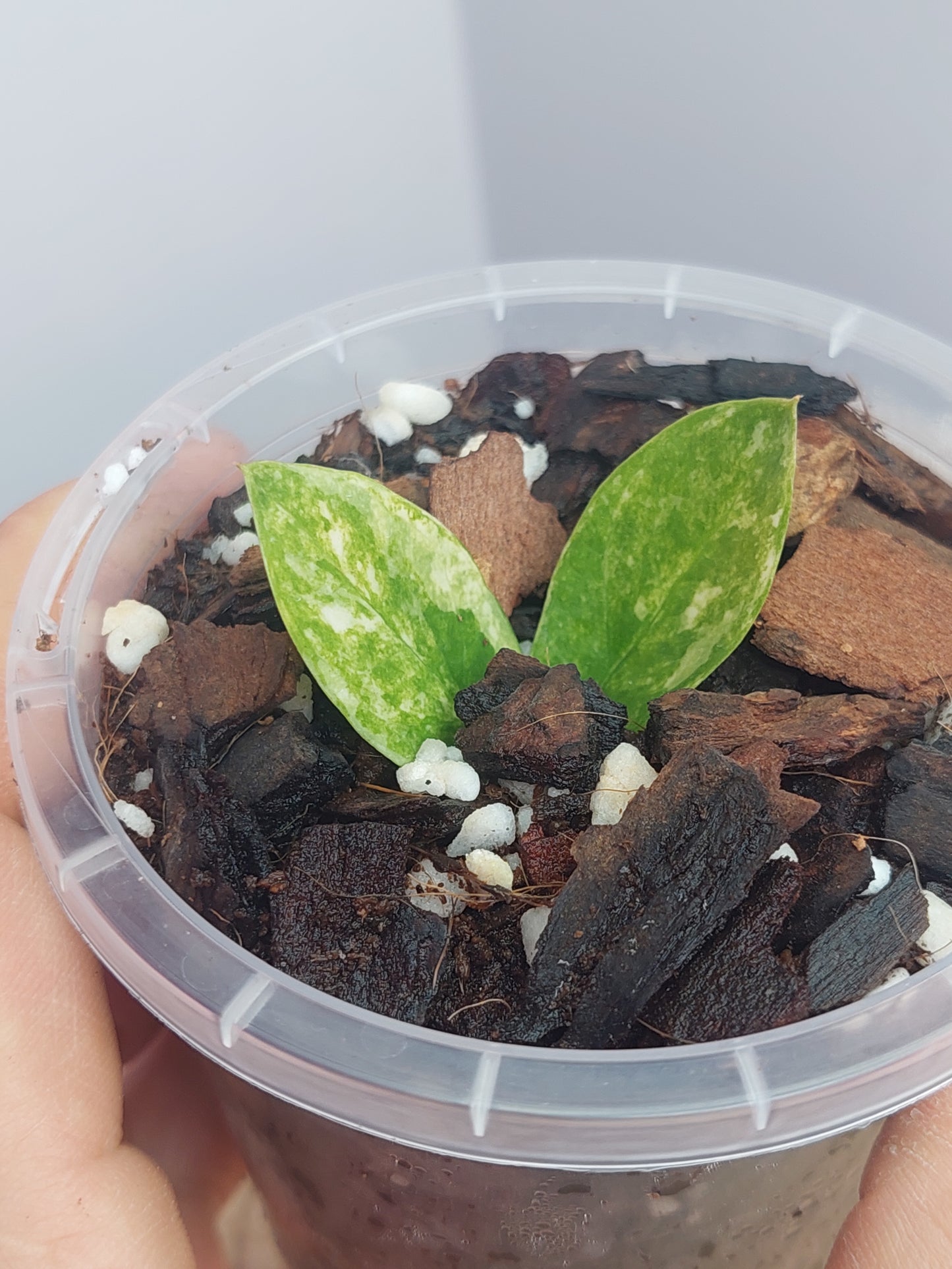 ZZ Plant Variegated #1