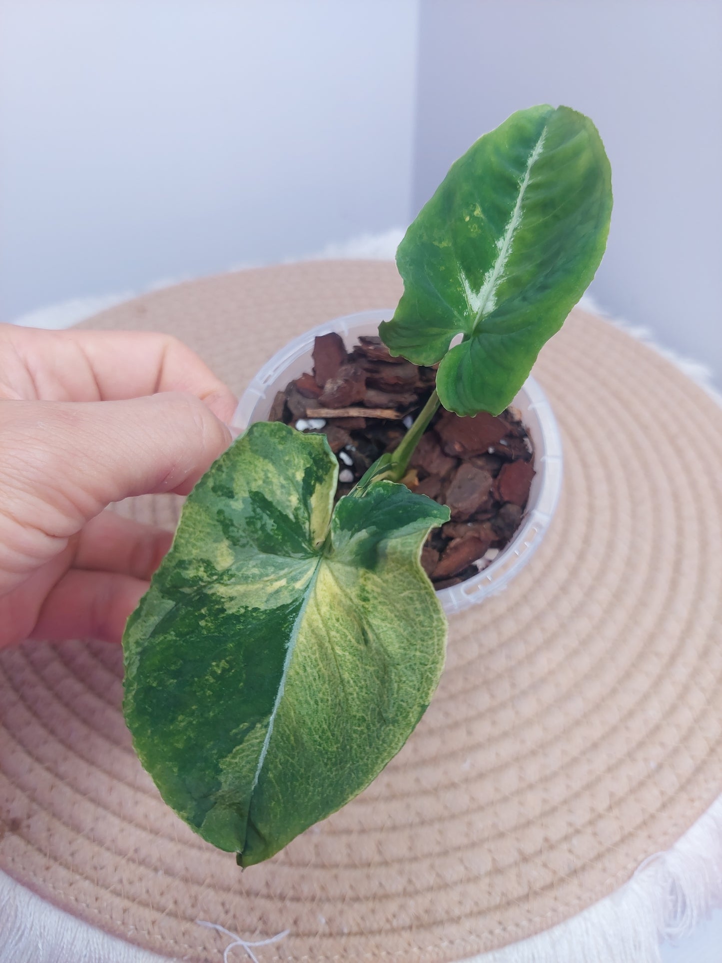 Syngonium Scrambled Eggs #1